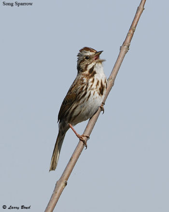 Song Sparrow