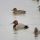 Common Pochard