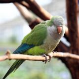 Monk Parakeet