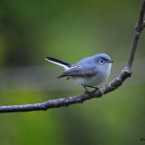 Male Blue-gray Gnatcatcher