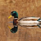 Mallard Drake