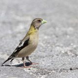 Female - Yuba Pass, near Sierraville, CA - June 10, 2011