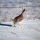 Sharp-tailed Grouse