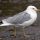 Ring-billed Gull