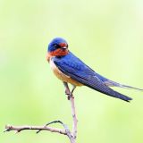 Barn Swallow