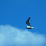 Aleutian Tern