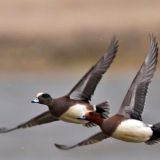 American Wigeon to left; Eurasian Wigeon to right.