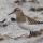 Baird's Sandpiper