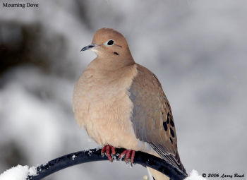 Mourning Dove in winter