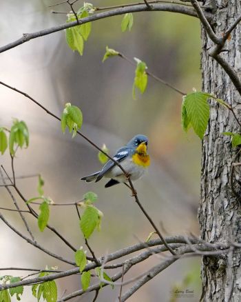 Male Northern Parula