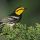 Golden-cheeked Warbler