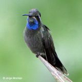 Female - Las Minas, Veracruz