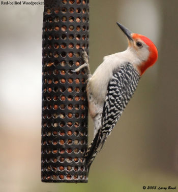 Male Red-bellied Woodpecker