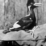 Immature Ivory-billed Woodpecker