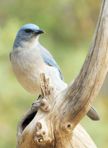 Mexican Jay showing gray throat and breast