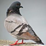 Rock Pigeon