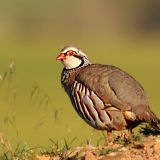 Red-legged Partridge