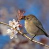 Bushtit