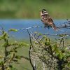 Smith's Longspur