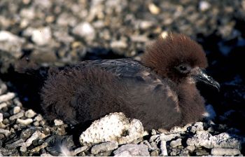 Murphy's Petrel