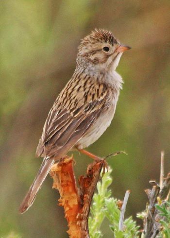Near Santa Fe, NM. 1 Jun 2011