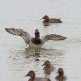 Common Pochard