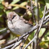 Montana de Oro State Park, San Luis Obispo Co., CA, USA. September 19, 2011