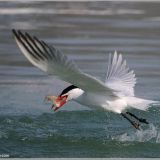 Fishing on the wing