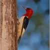 Red-headed Woodpecker