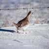 Sharp-tailed Grouse