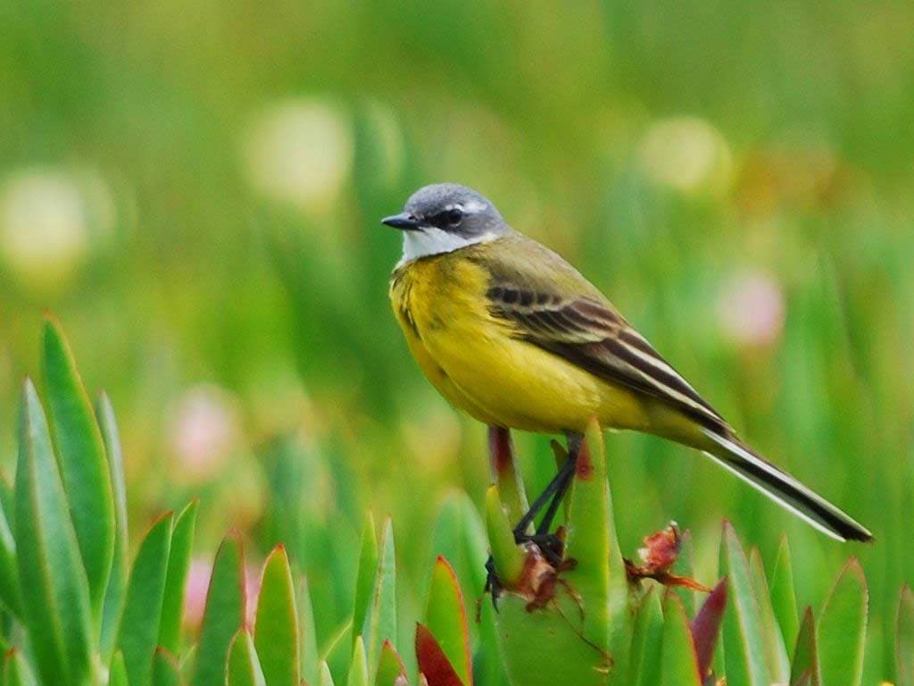 Yellow Wagtail - eBirdr