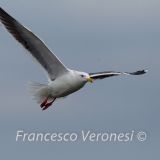 In flight