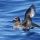 Solander's Petrel