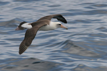 Laysan Albatross