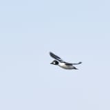 Common Goldeneye in flight