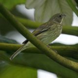 Female - Guzmán Arriba, Río Grande, Puerto Rico - January 30, 2011