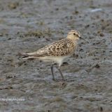 Breeding plumage - May 6.