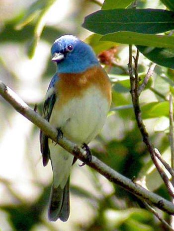 Male - South of Big Rock, Lucas Valley Drive, Marin, California - April 2004