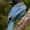 Steller's Jay