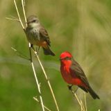 Pair - San Pedro River, near Sierra Vista, AZ