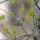 Northern Parula