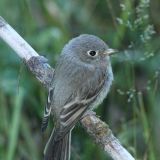 Immature - Hyder, Alaska. This young bird was still being fed by it's parent and was not yet independent