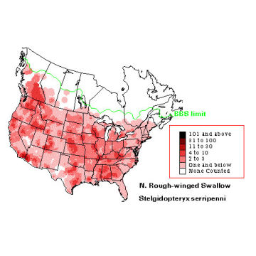 Northern Rough-winged Swallow distribution map