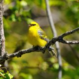 Blue-winged Warbler singing