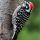 Nuttall's Woodpecker