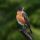 American Robin