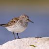 White-rumped Sandpiper