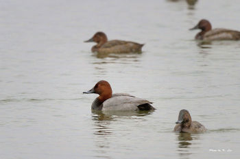 Common Pochard