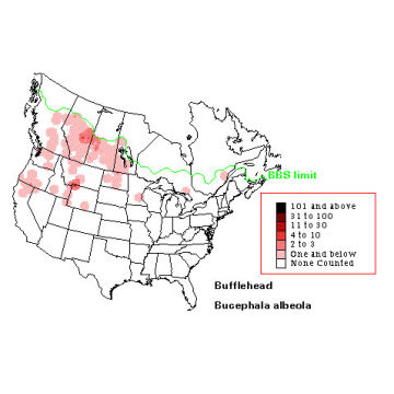 Bufflehead distribution map