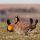 Greater Prairie-Chicken